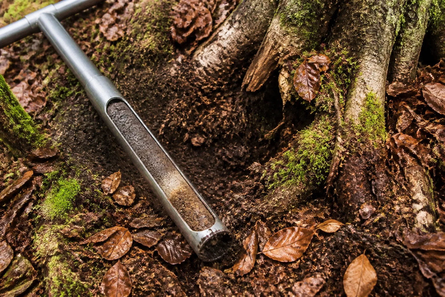 Bodenproben aus dem Solling: Weg zur paläobotanischen Analyse