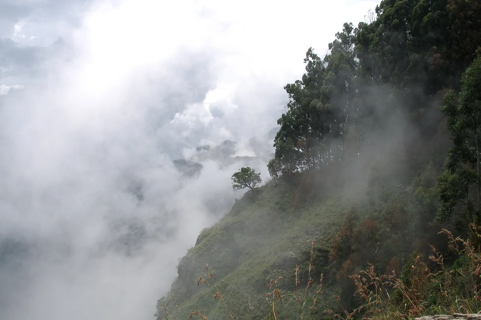 Cloud Forest Tickets: Der Weg zum passenden Ticket