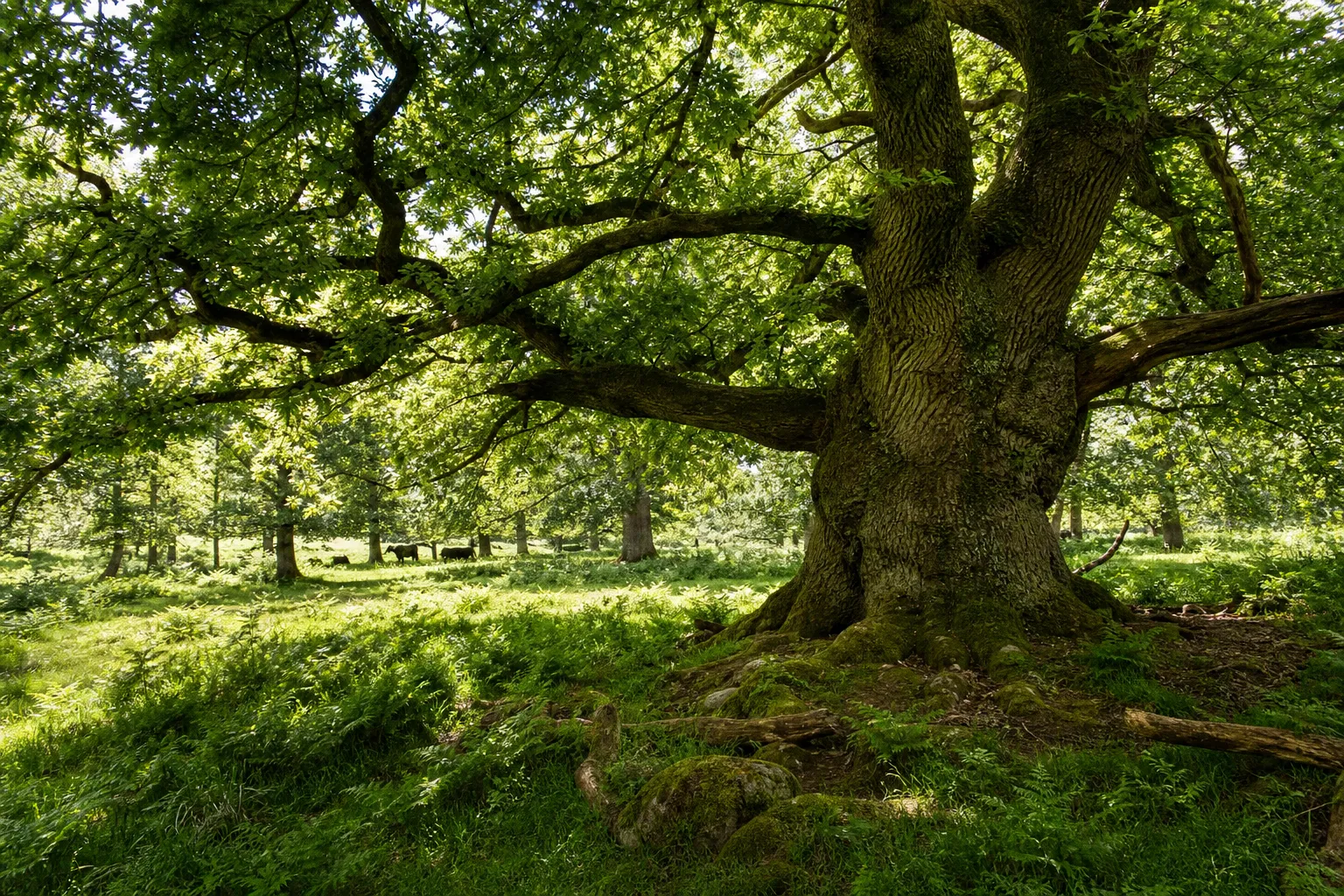 Hutewald im Solling: Route zu den historischen Huteeichen