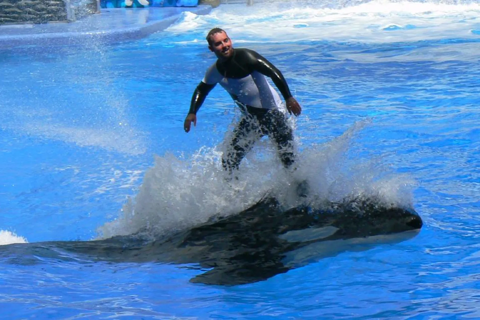 Tickets für SeaWorld Orlando: Zwei Wege zum besten Preis