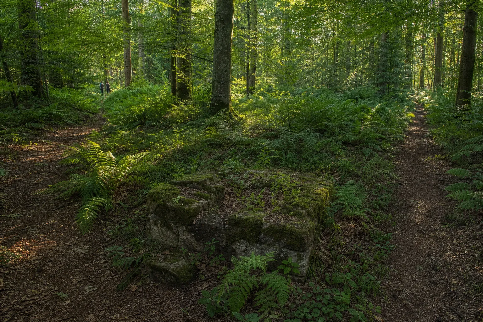 Wüstung Winnefeld: Zwei Wege zur mittelalterlichen Ruine