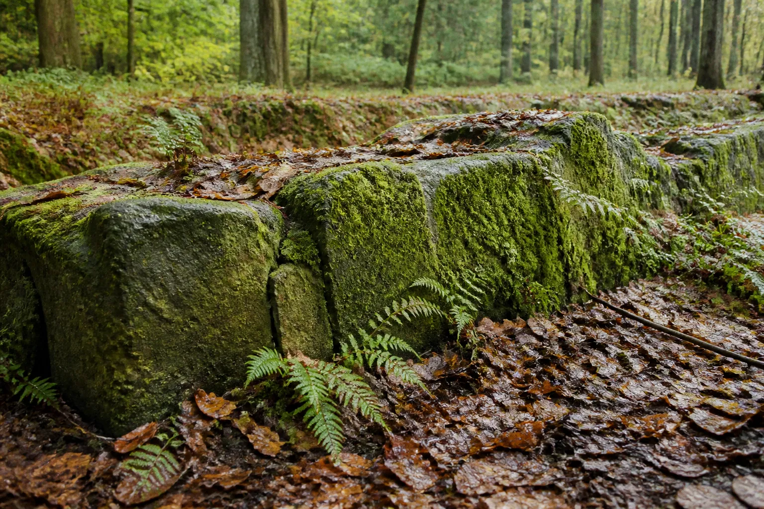 Wüstungen im Solling: Zwei historische Rundwege
